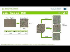 Deep Learning-based Early Weed Segmentation using UAV Images of Sorghum Fields