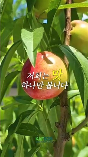 🍑딱 2주만 먹을 수 있는 신비복숭아, 예약판매 OPEN!🍑