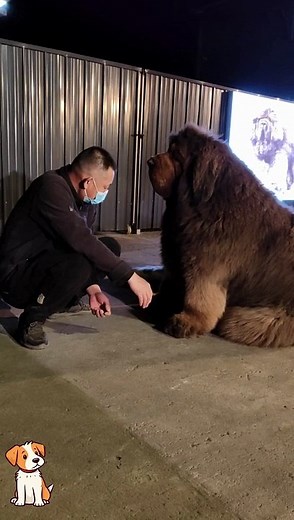 Puppy Palooza: A Parade of Paw-someness
