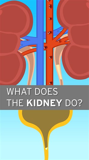 Kidneys may be small, but they play a big role in keeping you healthy. Here's how they work. | Northwestern Medicine