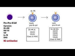 B Cell Development