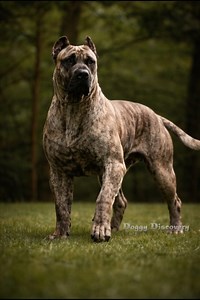 50K views · 2.4K reactions | The World’s Most Formidable Guard Dog - The Mighty Presa Canario ⚔#guarddog #presacanario | Doggy Discovery | Facebook
