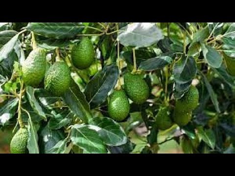 Green Gold: The Hass Avocado Story/Full Documentary