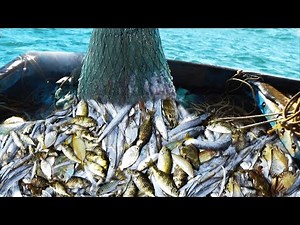 TRAWL NET FISHING EPISODE - 11