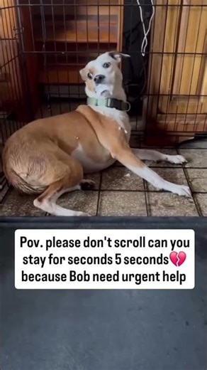 Every act of kindness can help save Bob,please consider helping us to save Bob.