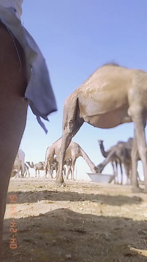 Engaging with Camels in the Desert