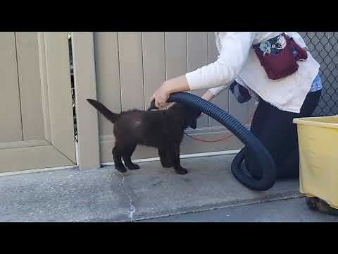Introducing a Puppy to the Blow Dryer - Take the Lead K9 Training