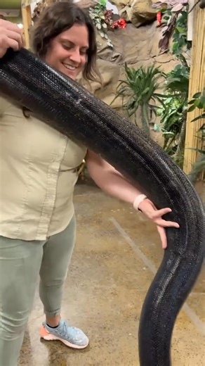 MY LOVE is a one of a kind beautiful reticulated python🤩 Even if you don't like snakes you can still apprecia | Domingueze