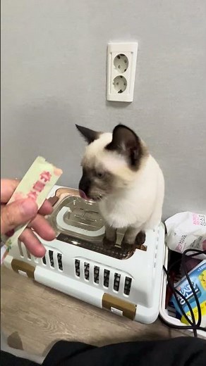 #샴 #샴고양이 #츄르 #고양이 #고양이먹방 #토비