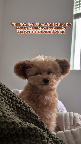 The happiest little puppy you will ever see