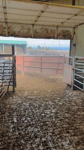 Busy day today preg-checking heifers. This is the start of a couple long work months for us but we are so thankful to get to work with such a great crew and family to get the job done! 🤠 These girls are all processed and ready to head back out to green grass to grow some healthy babies! #ranchinglife #ranchingfamily #familybuisness #thankgodforanotherday #beef #mt #shopsmall #noaddedhormones | S Ranch Meats