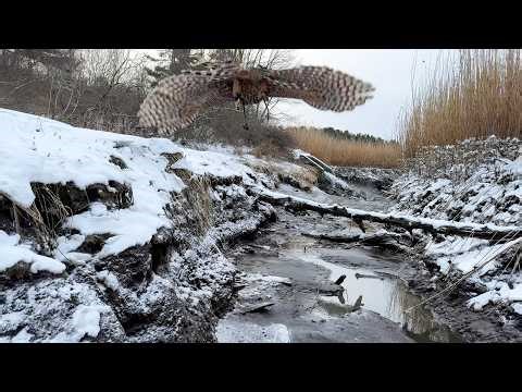 Asja, Finnish Goshawk | In the Trenches, February 7, 2026