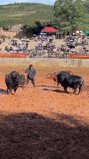 9.5K views · 28 reactions | Bull Strength 2025 | Power of Tradition...