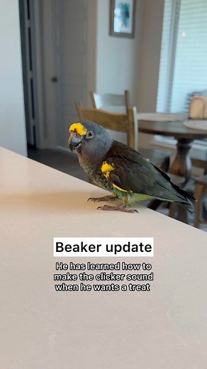 65K views · 3.9K reactions | Beaker is ready to find his forever home...