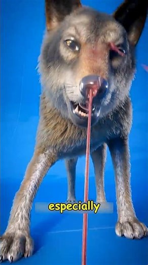 Animals with incredible Dfense System #animals #facts #shorts