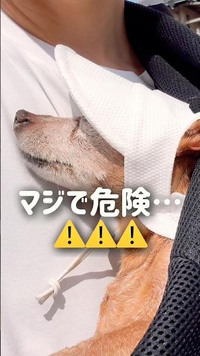【シニア犬介護】寝たきり4年…17歳老犬、夏の紫外線対策事情。対策グッズでお散歩🐶✨ #老犬 #シニア犬 #犬のいる暮らし #ミニピン #shorts