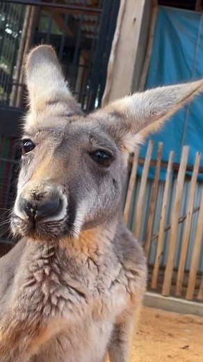 Adorable Kangaroo Booping Snoots at the Zoo