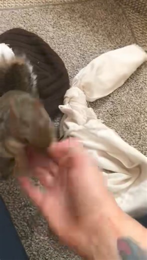 He was so funny ❤️‍🩹❤️‍🩹❤️‍🩹 | Walmer the rescued squirrel