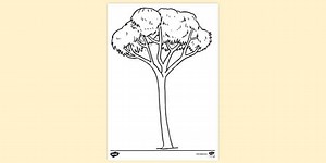 Eucalyptus Tree Colouring Sheet