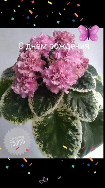 Beautiful Pink and Purple Flowers for Birthday Celebrations