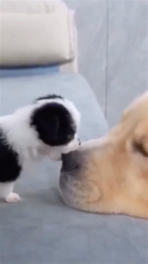 This Puppy Thinks He’s Dangerous 😂😂 #dogshorts #dogs #shorts