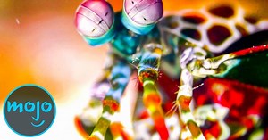 Top 10 Strangest Animals on Earth | Articles on WatchMojo.com