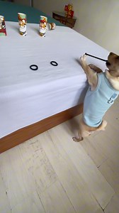 12M views · 134K reactions | This is single-handedly the most impressive thing I’ve ever seen 藍 | The Animal World | Facebook