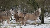 Creepy Pack of grey wolves howling in the snowy forest in winter....
