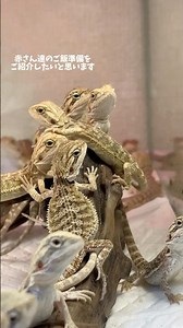人工餌の作り方 #フトアゴ #フトアゴベビー #フトアゴヒゲトカゲ #ご飯 #beardeddragon #reptiles #トカゲ