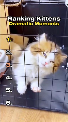 Ranking Funniest Dramatic Kittens Moments😻🐾 #cutecat #funnycats #kitten #fyp