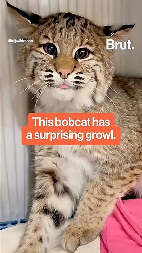 This bobcat has a surprising growl.