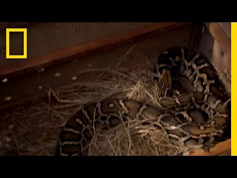 Pet Python Attack | National Geographic