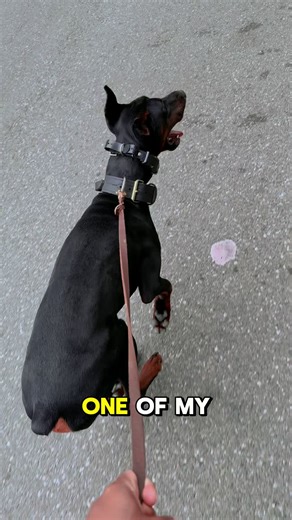 Rollerblading with Dobermans: Fitness and Bonding