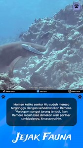 2.1M views · 10K reactions | Ikan Remora (Echeneidae) paling sering...
