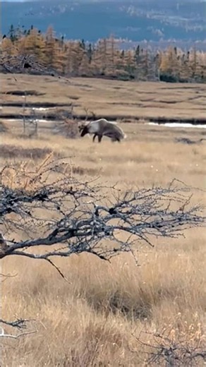 The Big Bull Caribou(Reindeer) Hunting #deerhunting #huntinglife