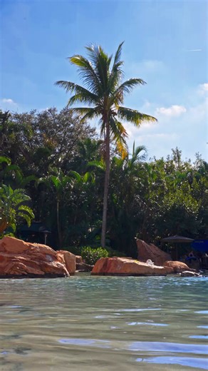 18K views · 223 reactions | Stop the everyday hustle and enjoy a moment of zen at Dolphin Cove    | Discovery Cove | Facebook