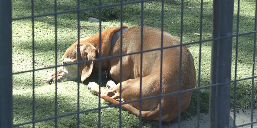 How to help dogs during the Fourth of July