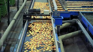 Highly Automated Apple Packing House Facility - Slow Motion. Industrial Robot Handling Apples on Sorting Line. Apple Processing in Fruit Packing House Prior to Cold Storage or Distribution to Market.