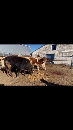 4.9K views · 42 reactions | İzmire Erbay abime parti (3)hayırlı olsun toplam150adet Kars Murat bakırhan hayvancılık 05326703976 | KARS Hayvan Pazari Murat Bakırhan 05375601136 05325448529 | Facebook