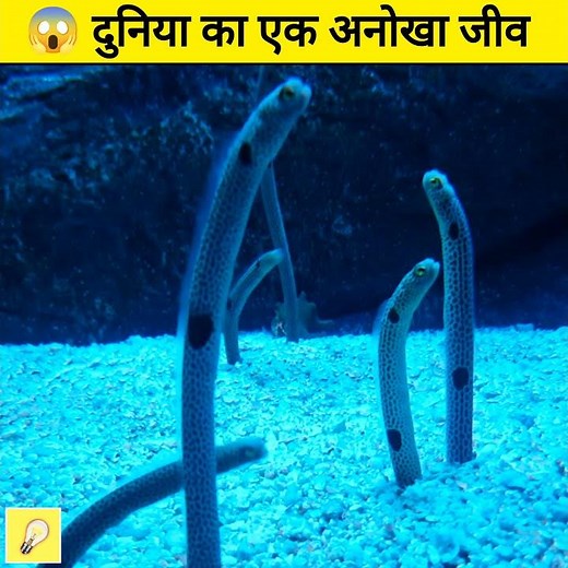 😱दुनिया का सबसे अनोखा जीव | garden ell | amazing facts | #shorts