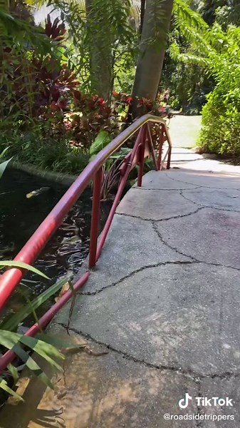 Exploring Sunken Gardens in St. Petersburg, FL