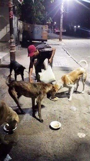 Feeding dogs#adoptstrays #cuteanimal