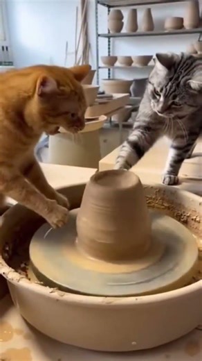 #funny #оркестромск #alien #cat #сваты6 #animals #automobile #cute #pets #dance #memes