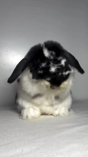 Adopt a Holland Lop: Joyful Bunny Companions