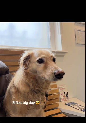 Effie's Journey Through TPLO Surgery