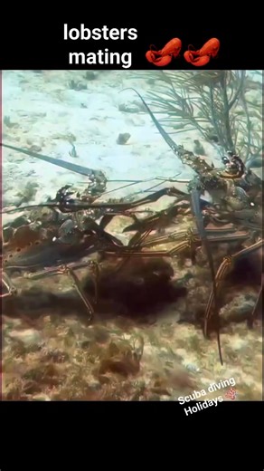 Caught on camera — a rare and fascinating moment of lobster mating behavior under the sea. Nature never stops amazing us with its mysteries and beauty. 🦞💙 Share this unique encounter and celebrate the wonders of marine life with your friends! #lobster #lobsterlove #lobstertail #Mating #MarineLife #UnderwaterWorld #OceanSecrets #NatureInAction #ScubaDiving #SeaCreatures #WildlifeMoments | Scuba Diving Holidays