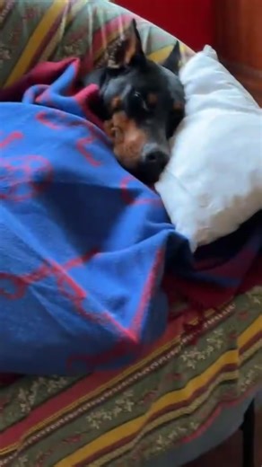 Le bebe de la famille #dobermann #doberman #bebe