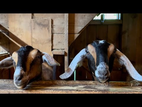 Screaming goat alarm clock