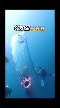 Oarfish: Japan’s “Doomsday Fish” Warning?😱 #sea