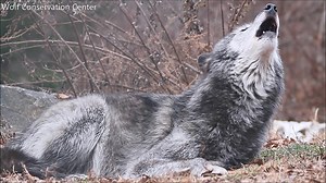 279K views · 4.1K reactions | Hello, winter, my old friend. You've come to howl with me again. #WinterSolstice | Wolf Conservation Center | Facebook